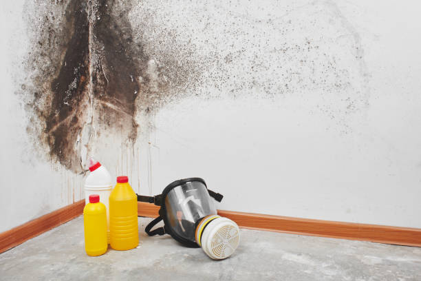 Best Mold Testing  in Mason, MI