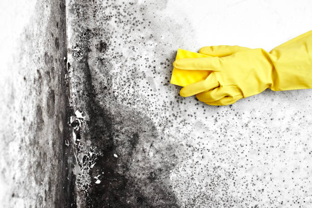 Best Emergency Mold Removal  in Mason, MI
