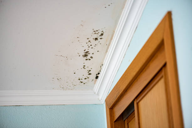 Best Fast Mold Removal  in Mason, MI