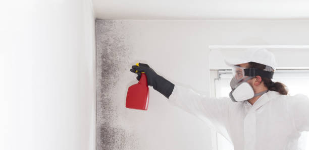 Best Emergency Mold Removal  in Mason, MI