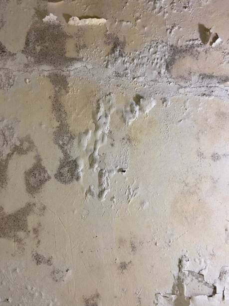 Best Home Mold Removal  in Mason, MI