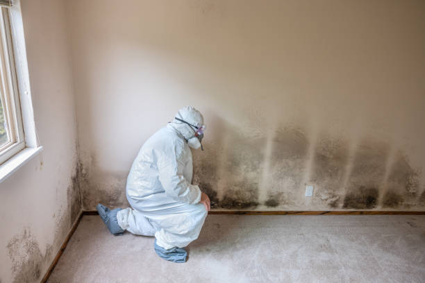 Best Mold Remediation  in Mason, MI