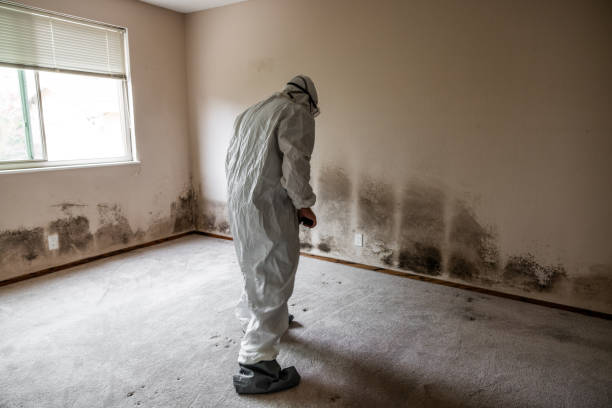 Best Black Mold Removal  in Mason, MI