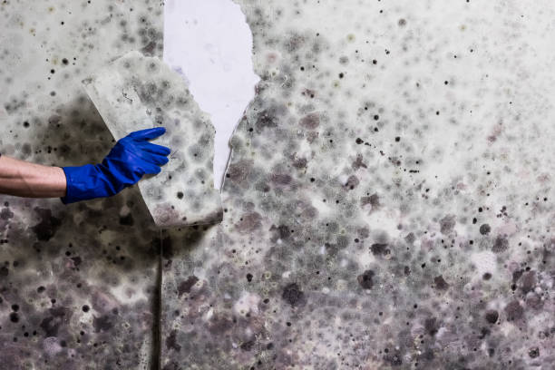 Trusted Mason, MI Mold Removal Experts