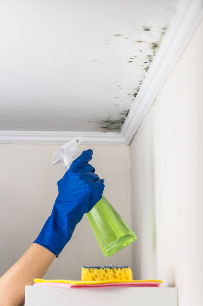 Best Certified Mold Removal  in Mason, MI